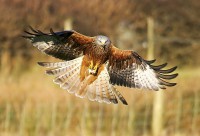 /album/birds-of-prey/copy-1-of-gig1-304-filtered-2-jpg/